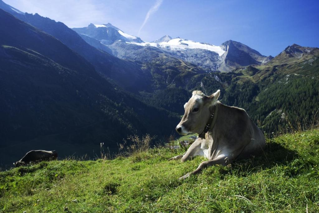 Brixnerhof Im Zillertal Otel Schlitters Dış mekan fotoğraf